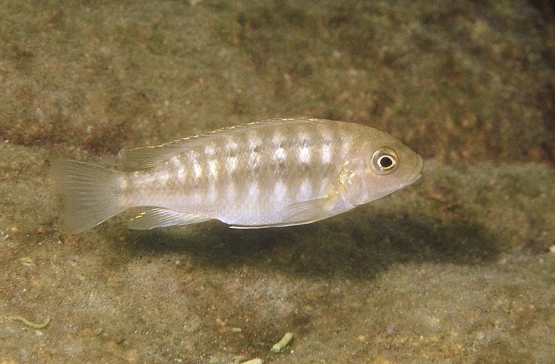 Petrotilapia sp. 'likoma variable' Masimbwe Island
